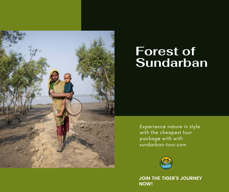 Forest of Sundarban.