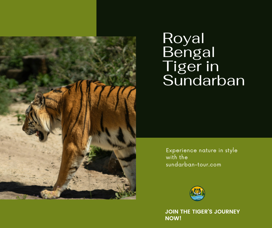 Royal Bengal Tiger in Sundarban