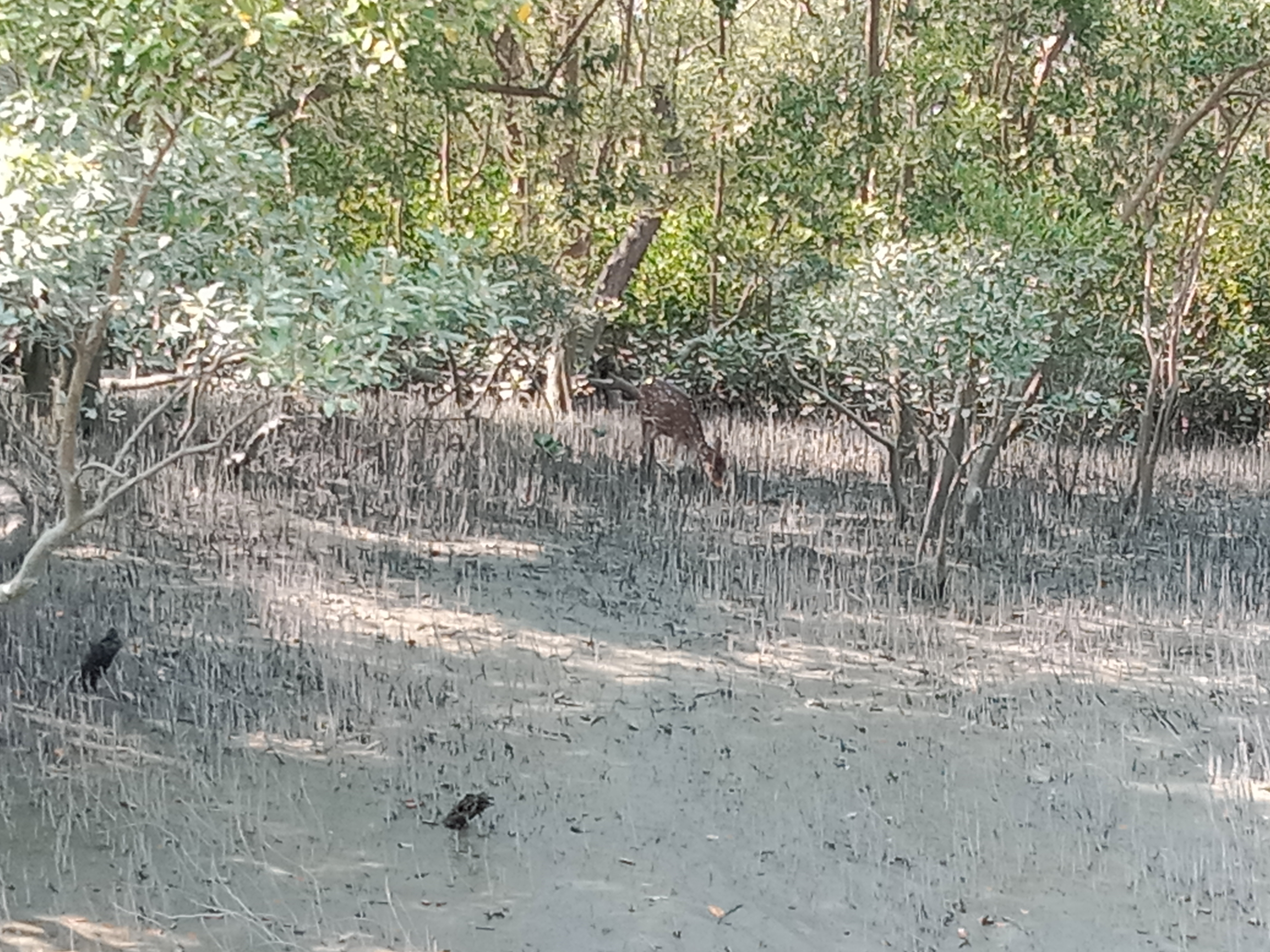 Sundarban Tour Sundarban 2