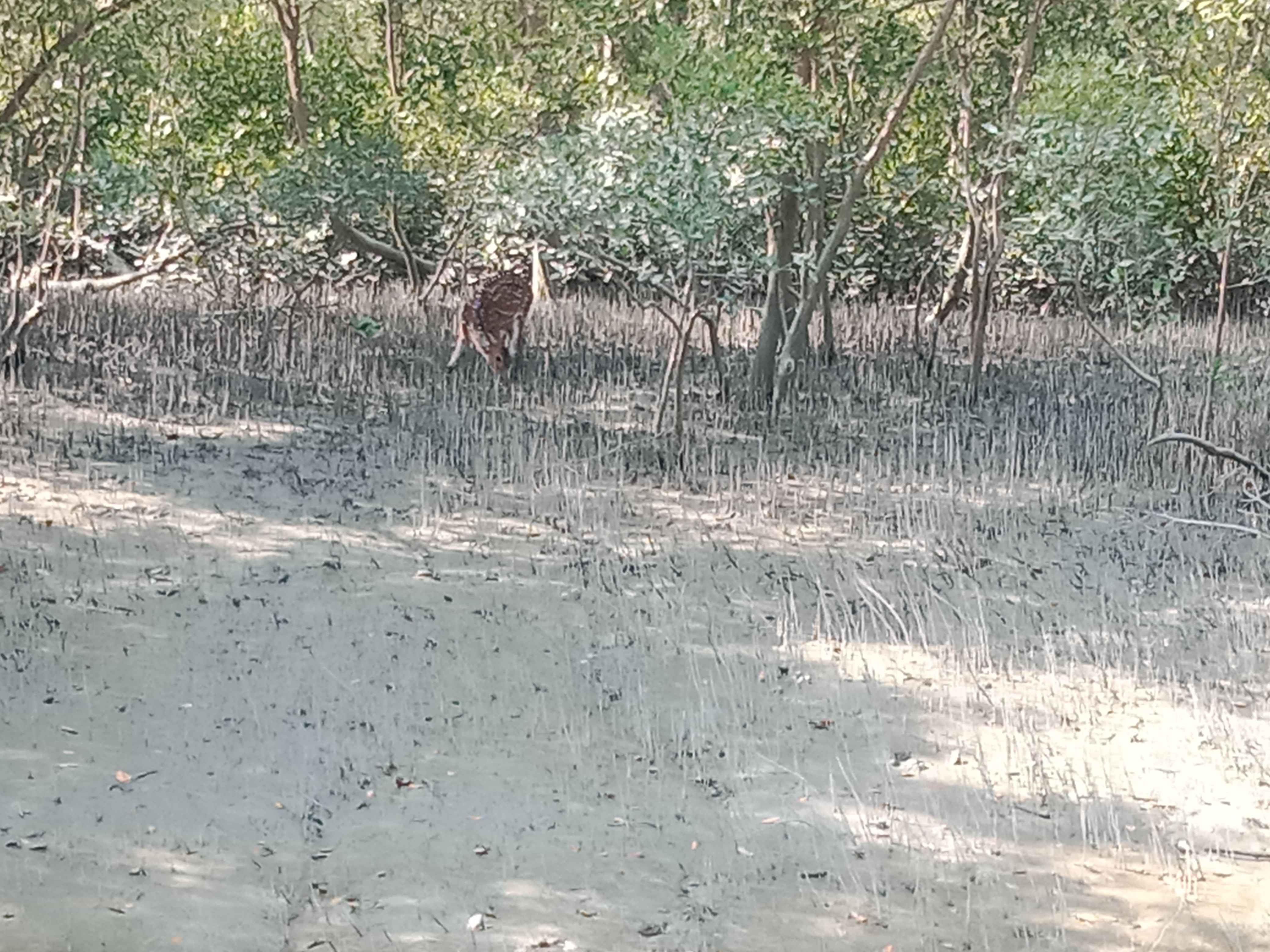 Sundarban Tour Sundarban 3